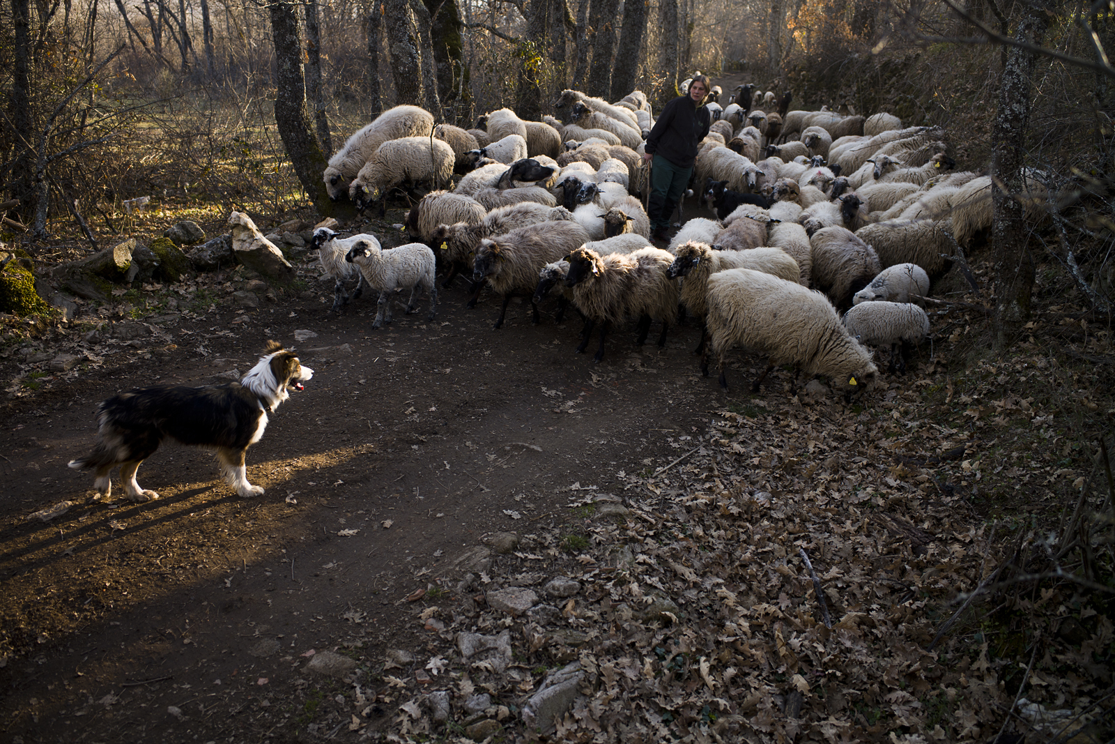 España, Comunidad de Madrid, Sierra Norte, Montejo de la Sierra. Ana Ruiz con su rebaño de raza colmenareña.
© Navia