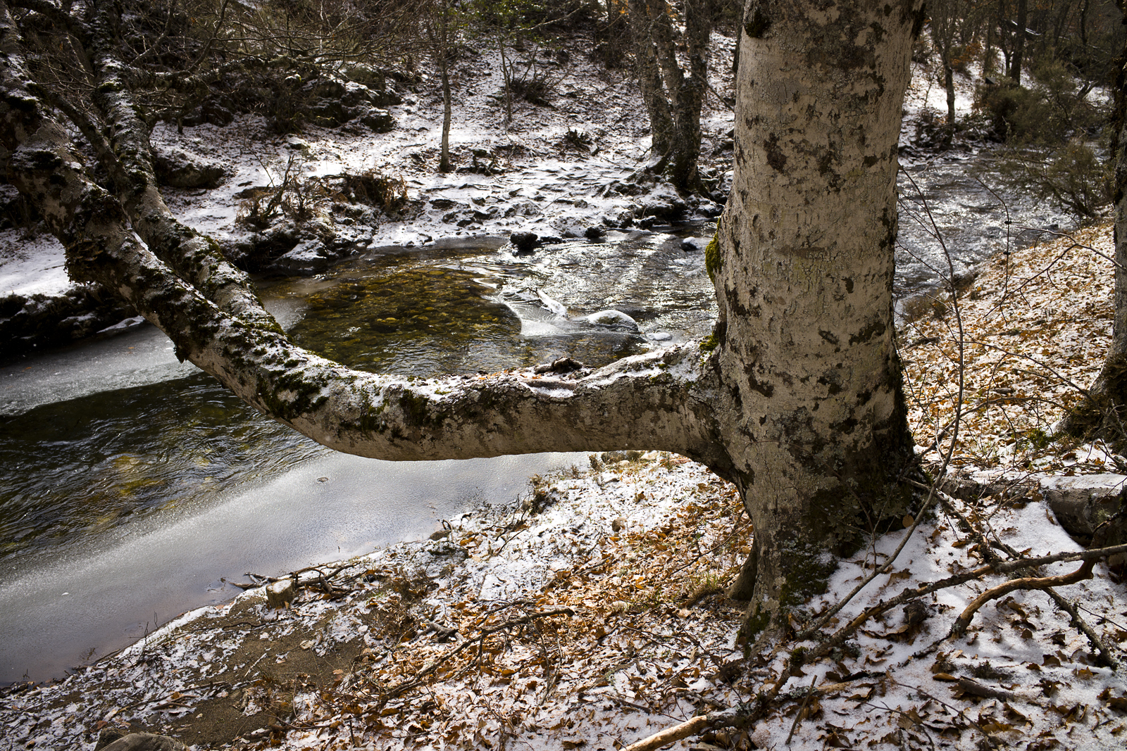 España, Comunidad de Madrid, Sierra Norte. Hayedo de Montejo.
© Navia